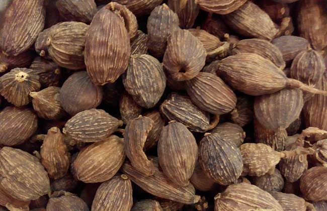 草果和罌粟的區(qū)別 草果種植方法