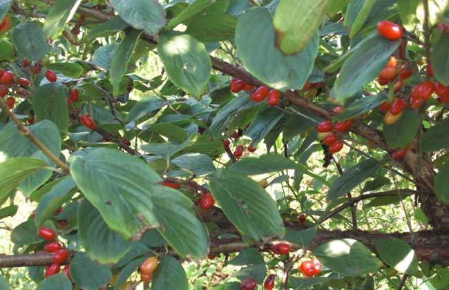 山茱萸與吳茱萸的區(qū)別 山茱萸圖片