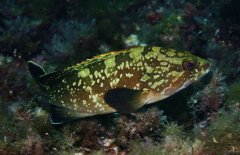 石斑魚的營(yíng)養(yǎng)價(jià)值，以及石斑魚的常見做法