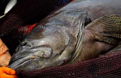 石斑魚是海水魚還是淡水魚 它的產(chǎn)地是哪里？