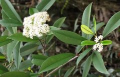 光葉石楠的養(yǎng)殖方法-石楠圖片