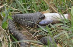 水蛇有毒嗎？