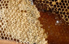 孕婦可以喝蜂蜜嗎？孕婦喝蜂蜜水有什么好處