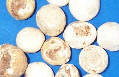 天南星的產(chǎn)地分布，天南星品質(zhì)的鑒別方法