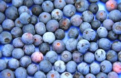藍(lán)莓價(jià)格多少錢一斤？藍(lán)莓的選購(gòu)與挑選方法