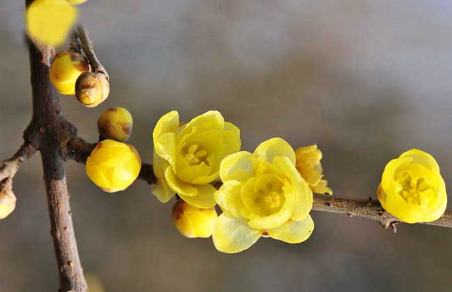 臘梅花茶的功效與作用 臘梅的功效與作用