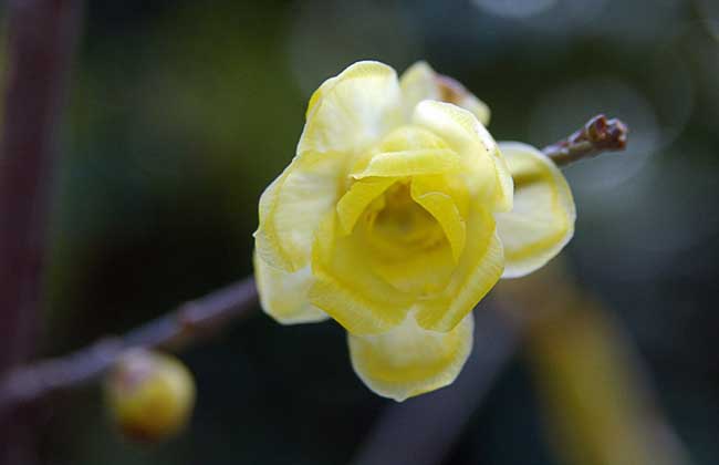 臘梅花什么時(shí)候開(kāi) 臘梅怎么養(yǎng)