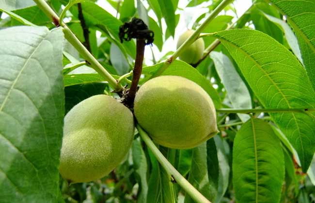 桃的產(chǎn)地分布 桃的產(chǎn)地分布