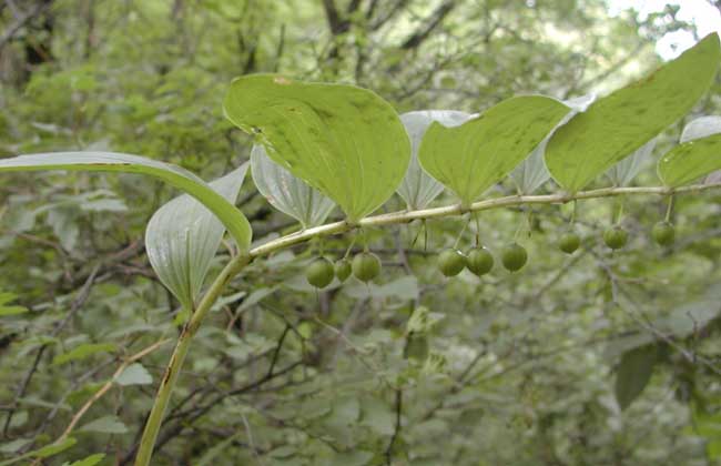 玉竹種類圖片大全 玉竹種類圖片大全