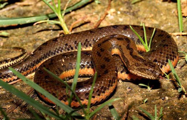 中國水蛇養(yǎng)殖技術