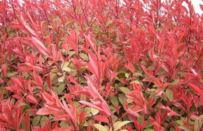 紅葉石楠的養(yǎng)殖方法-紅葉石楠圖片 紅葉石楠的養(yǎng)殖方法-紅葉石楠圖片