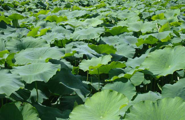 蓮藕病蟲(chóng)害防治技術(shù) 蓮藕病蟲(chóng)害防治技術(shù)