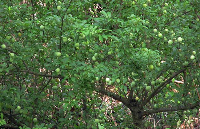 李子樹(shù)嫁接技術(shù)