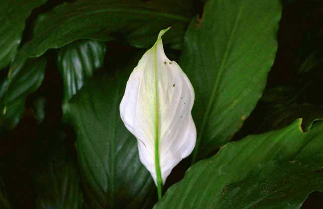 白掌和萬年青的區(qū)別 白掌和萬年青的區(qū)別