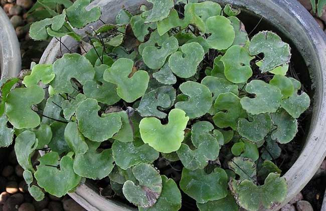 荷葉鐵線蕨圖片 荷葉鐵線蕨圖片