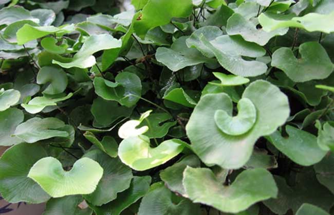 鐵線蕨種類圖片大全 鐵線蕨種類圖片大全