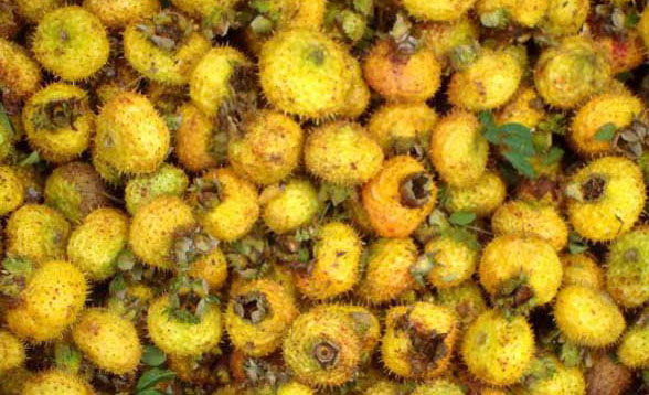 孕婦能吃刺梨嗎?