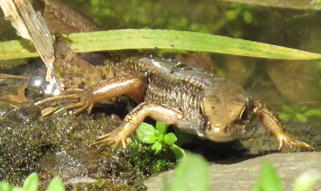 壁虎吃蟑螂嗎？