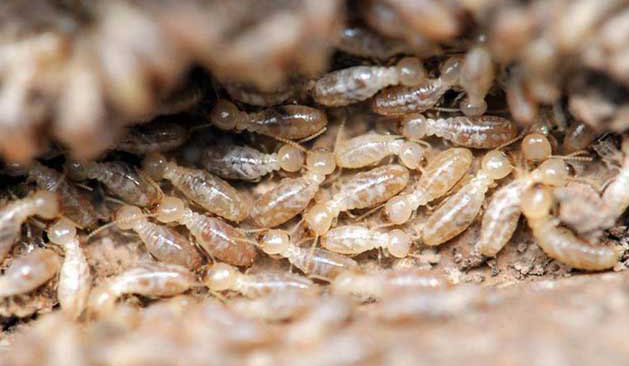 滅殺白蟻藥有哪些？