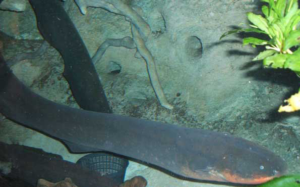 電鰻能電死人嗎？