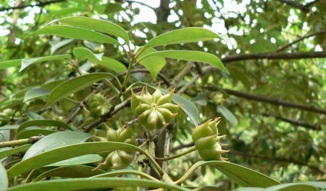八角和茴香的區(qū)別