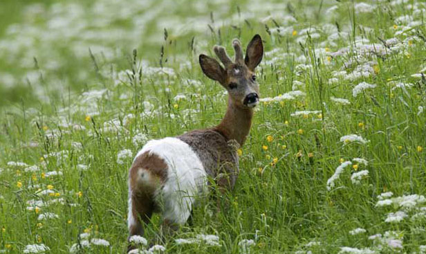 狍子的天敵有哪些？