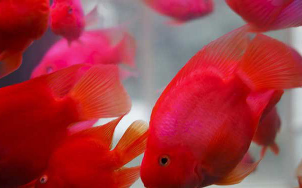 鸚鵡魚(yú)腸炎