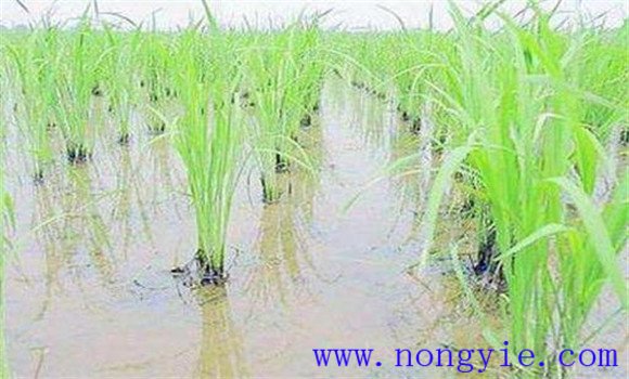 全程控制，巧過倒伏關(guān)