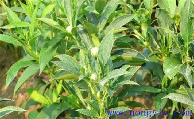 白術灌溉排水須知