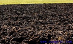 甘草如何育苗？甘草育苗移栽技術