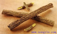 甘草的市場前景如何？地膜甘草栽培技術規(guī)程