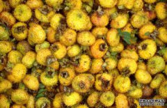 孕婦能吃刺梨嗎？