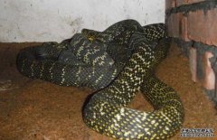 大王蛇有沒有毒？大王蛇的食用方法