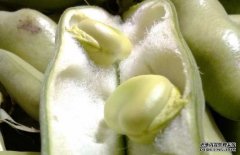 蠶豆有毒嗎？