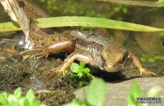 壁虎吃蟑螂嗎？