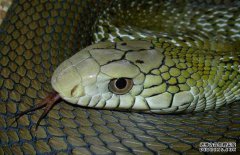 大王蛇咬人嗎？大王蛇是保護(hù)動(dòng)物嗎？