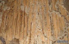 白蟻的生活環(huán)境是怎樣的？