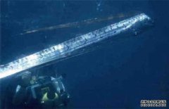 皇帶魚什么魚，皇帶魚最長有多長？