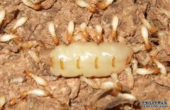 白蟻蟻后的壽命有多長 白蟻蟻后是怎么產(chǎn)生的？