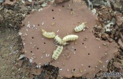 白蟻的天敵主要有哪些？