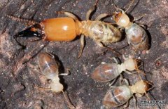 白蟻的壽命有多長？