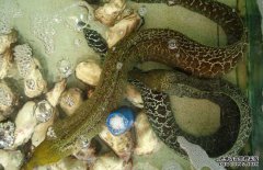 鰻魚常見病害有哪些，如何防治？