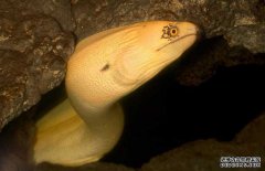 鰻魚的產地分布、生活習性與生長過程