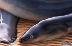 鰻魚(yú)的選購(gòu)方法，鰻魚(yú)的營(yíng)養(yǎng)價(jià)值與常見(jiàn)做法