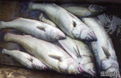 鱸魚大約多少錢一斤？鱸魚的選購方法