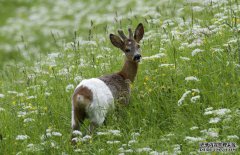 狍子的天敵有哪些？