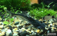 鸚鵡魚(yú)和什么魚(yú)混養(yǎng)好？