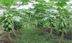 番木瓜育苗方法、步驟及其苗期管理技術(shù)介紹