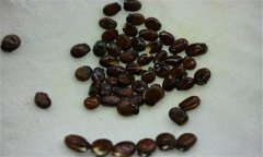 早春大棚西瓜種植之浸種、催芽方法