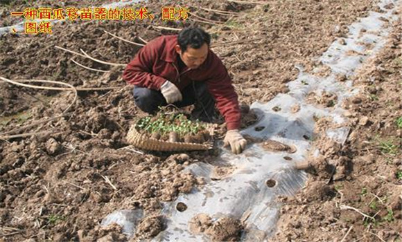 放苗、間苗、補(bǔ)苗